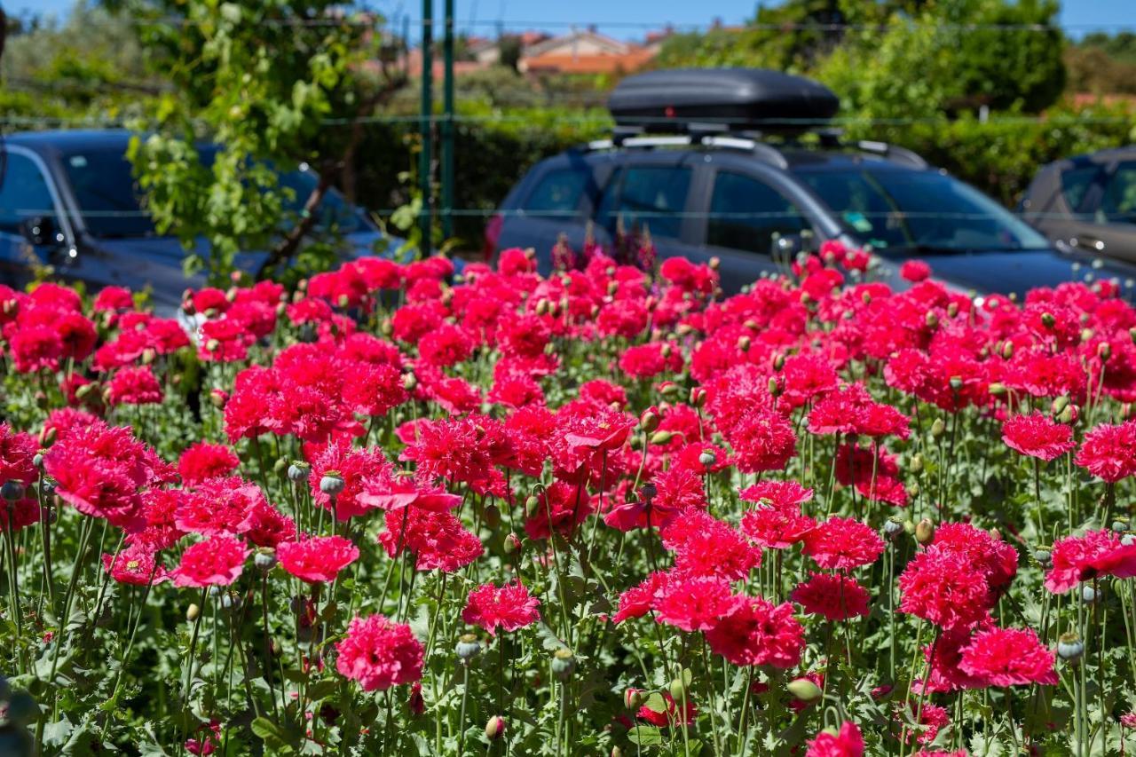 קרק Apartments Adria Danka מראה חיצוני תמונה
